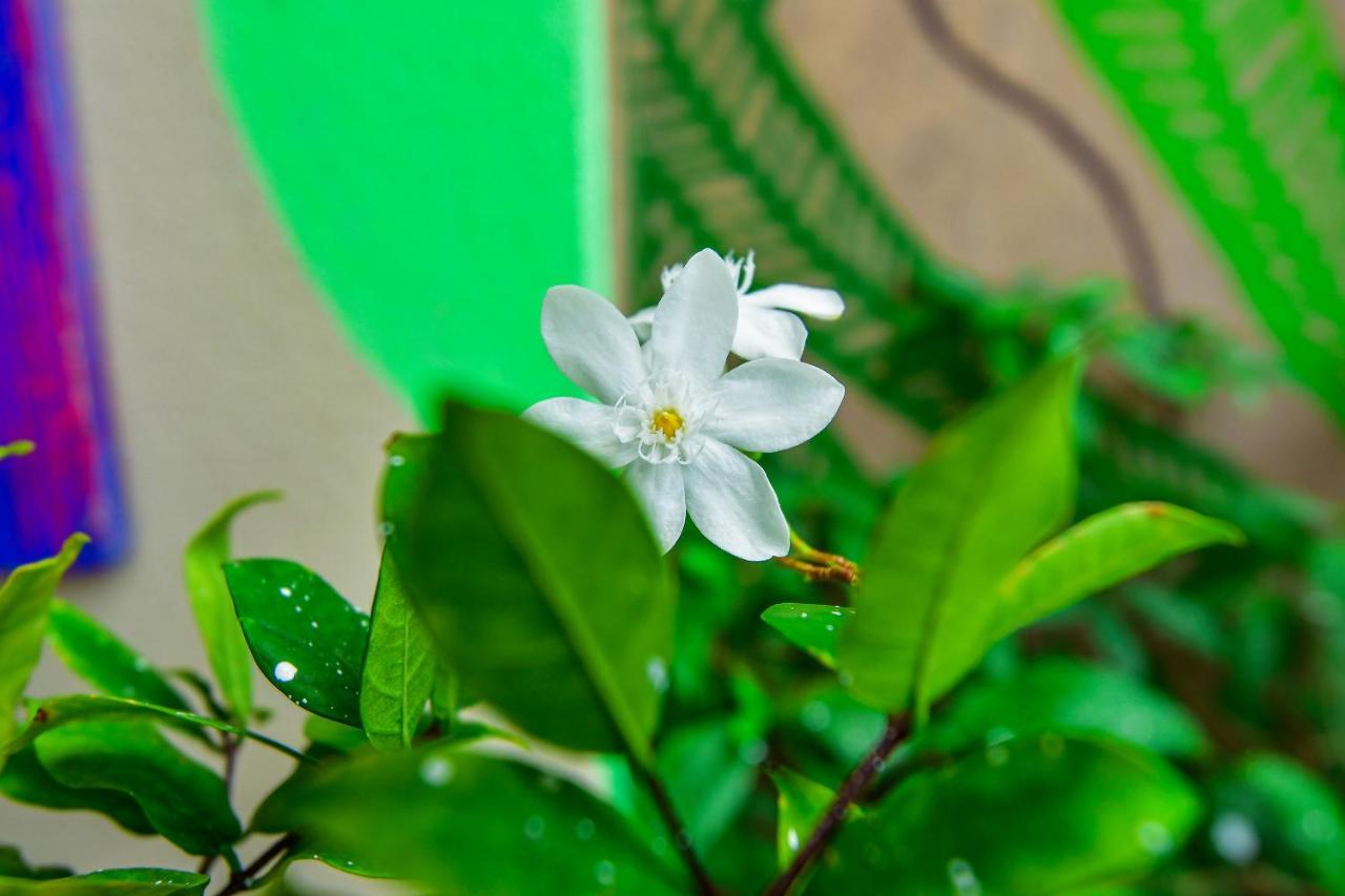 Blackberry Villa Kolombo Dış mekan fotoğraf